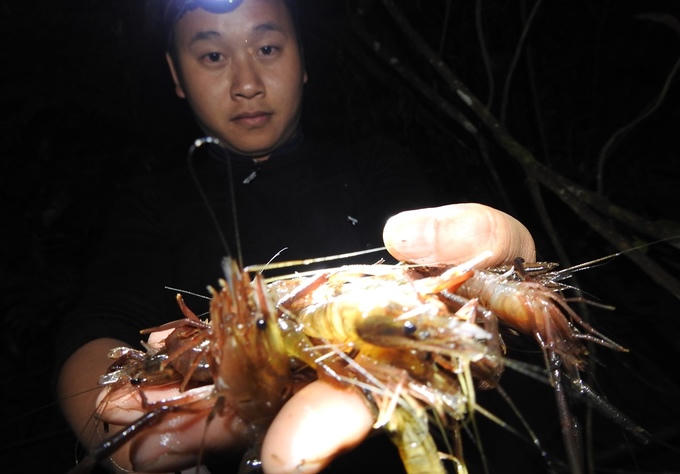 Săn tôm bằng súng cao su lúc nửa đêm