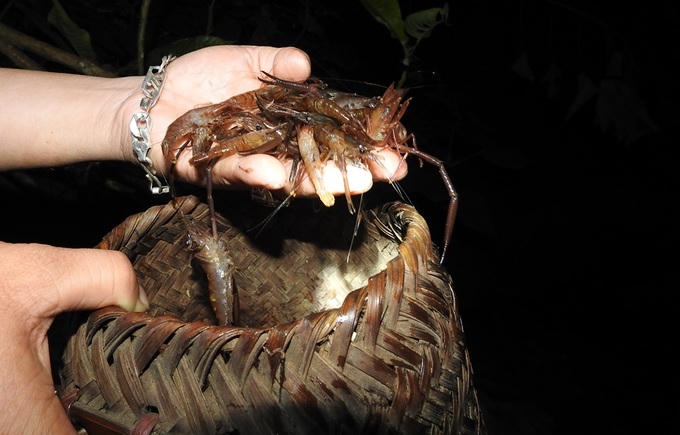 Săn tôm bằng súng cao su lúc nửa đêm