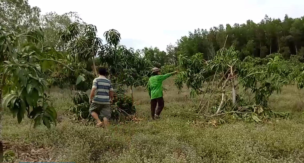Voi rừng nửa đêm tràn vào rẫy ăn xoài, hàng chục hộ dân điêu đứng