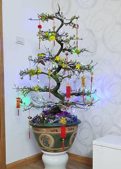 Cây mai có giá 5 triệu đồng nhưng anh Linh nói dối vợ giá chỉ bằng 1/3.