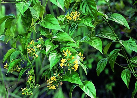 Không yêu chồng, cô gái trẻ tự tử sau 4 ngày cưới