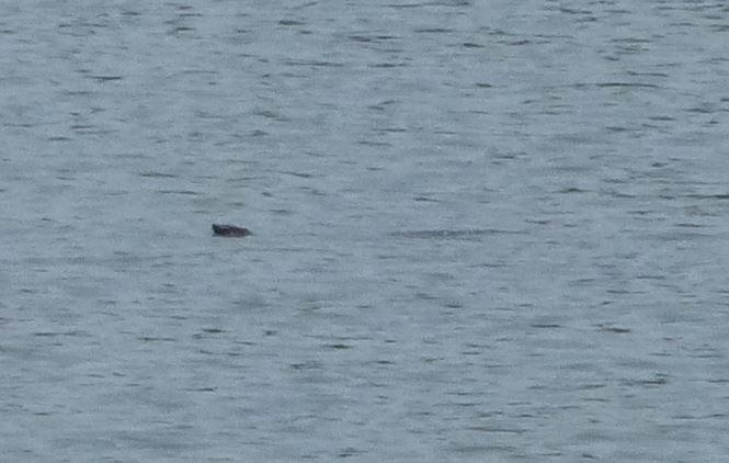 Rùa Hoàn Kiếm đang bị đe dọa - ảnh 1