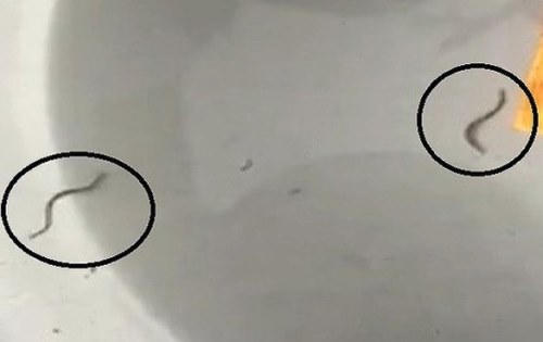 Sinh vật giống con đỉa có trong nước máy ở Quảng Ninh. Ảnh: Cắt từ Clip