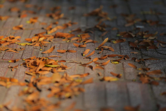 Sài Gòn đẹp mê hồn với mùa chò nâu xoay tít - Ảnh 1.