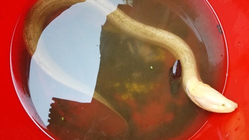 Đây là lần đầu tiên người dân Huế bắt được lươn màu trắng. Ảnh: Võ Thạnh