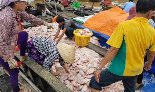 Hàng tấn cá trên sông La Ngà chết bất thường