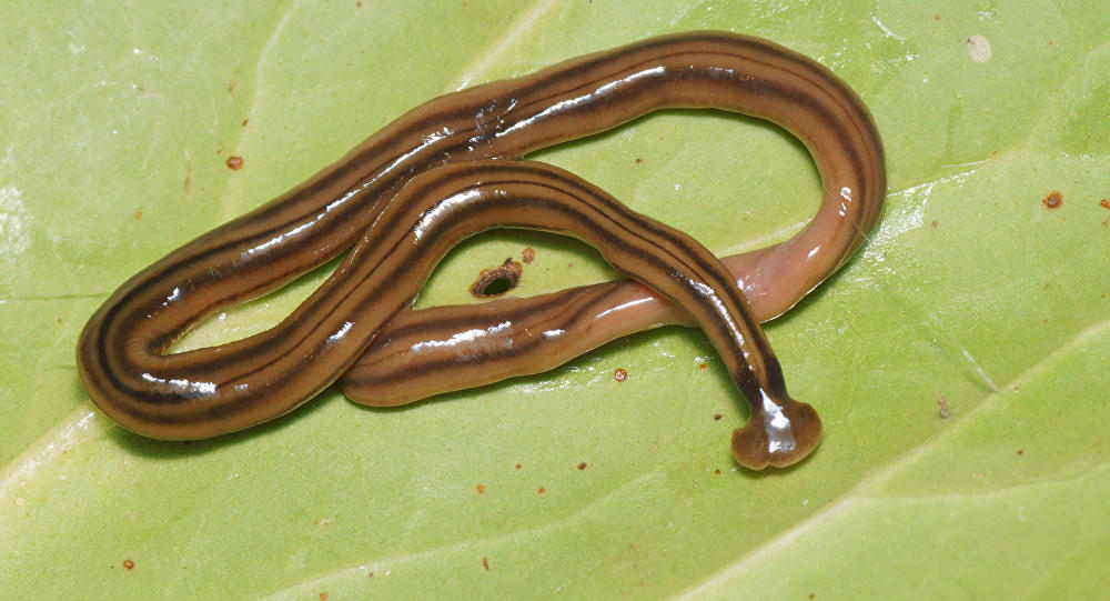 Cảnh báo về loài giun ăn thịt khổng lồ 'xâm chiếm' lãnh thổ Pháp