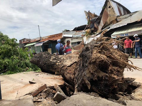 Cây 'khủng' bất ngờ đổ, đè hai ngôi nhà đông người ở TP HCM