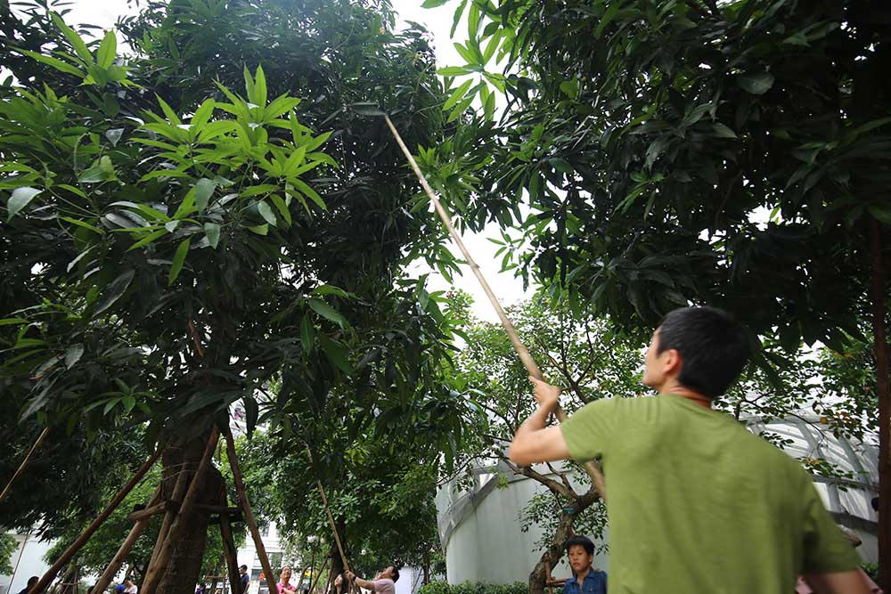 hoa quả Việt,đặc sản Việt,xoài,Hà Nội