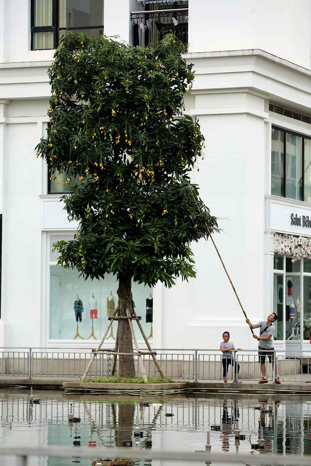 hoa quả Việt,đặc sản Việt,xoài,Hà Nội