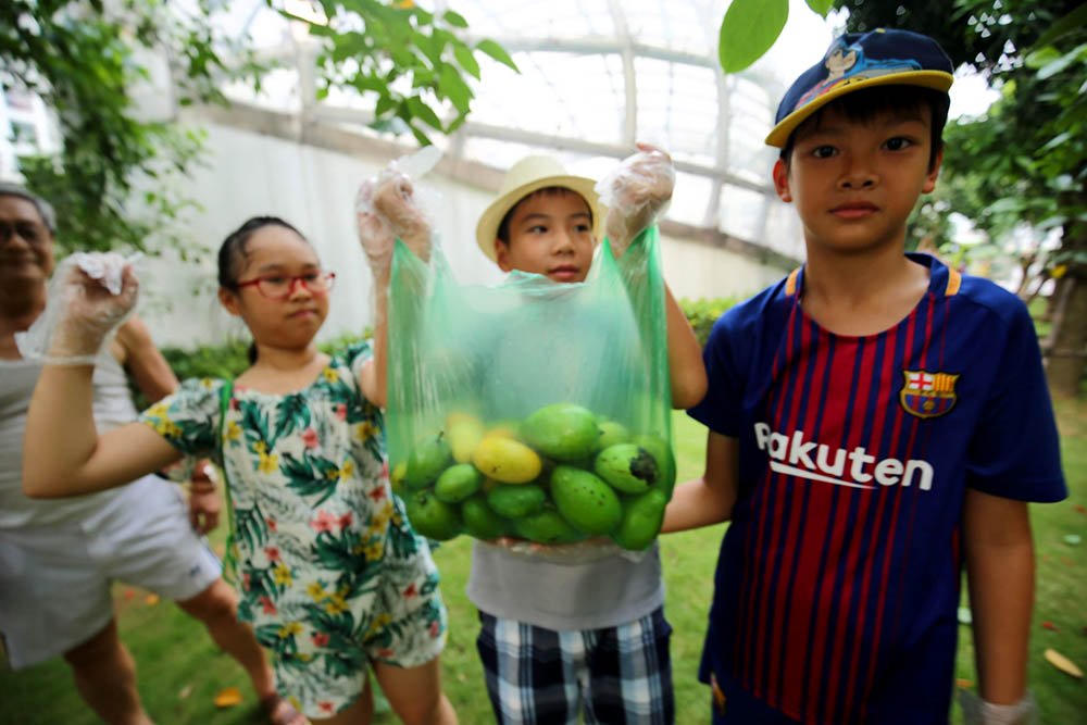 hoa quả Việt,đặc sản Việt,xoài,Hà Nội