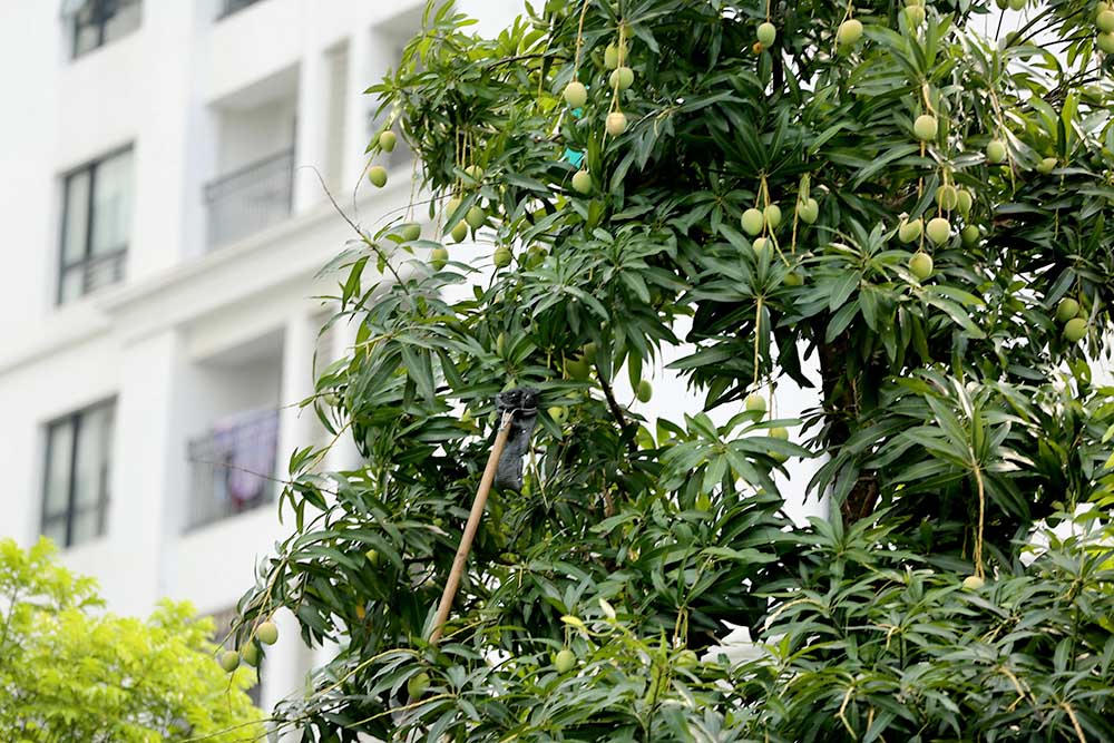 hoa quả Việt,đặc sản Việt,xoài,Hà Nội