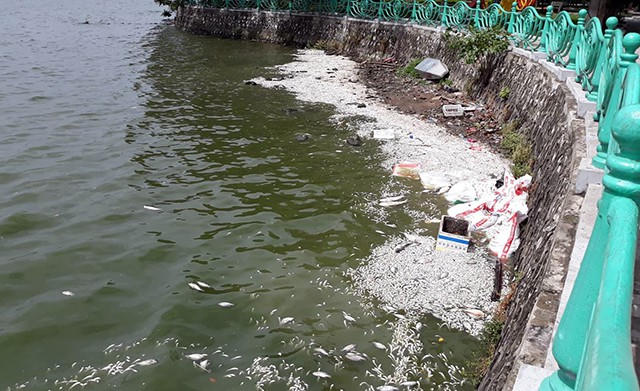  Hồi tháng 10/2016, có hiện tượng hàng trăm tấn cá chết ở Hồ Tây. Lực lượng chức năng mất cả tuần mới xử lý xong. (Ảnh: Phạm Công) 