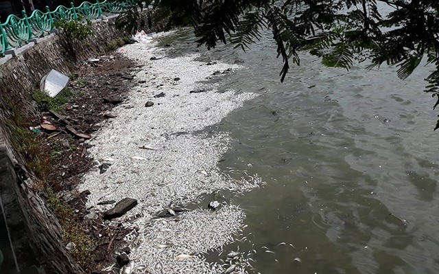  Hiện tượng cá chết xuất hiện từ ngày hôm qua ở Hồ Tây và đến hôm nay càng nghiêm trọng hơn. (Ảnh: Phạm Công) 