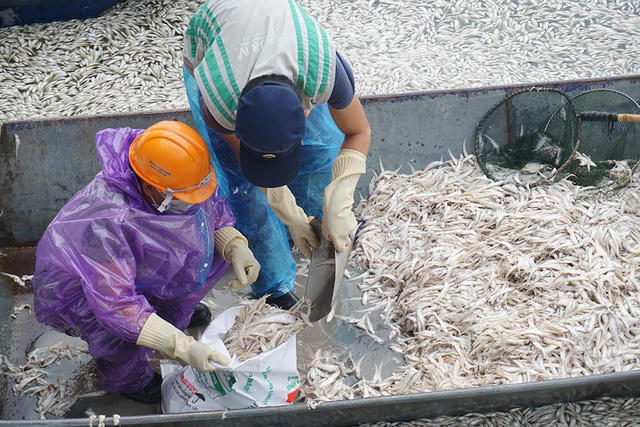 Công nhân vớt cá lên thuyền rồi đóng vào các bao tải.