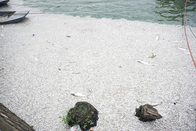  Sáng ngày hôm nay (9/7), hàng chục công nhân đang khẩn trương vớt cá để làm sạch hồ, tuy nhiên do lượng cá chết quá nhiều nên đến thời điểm hiện tại việc vớt cá vẫn chưa xong. 