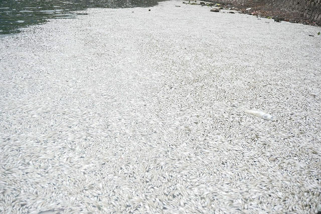  Cá chết phủ kín một góc mặt hồ, bốc mùi hôi thối kinh khủng. 