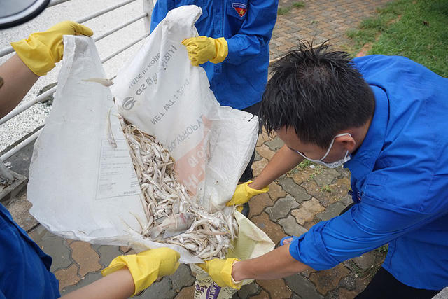 Hãi hùng cảnh cá chết trắng góc Hồ Tây