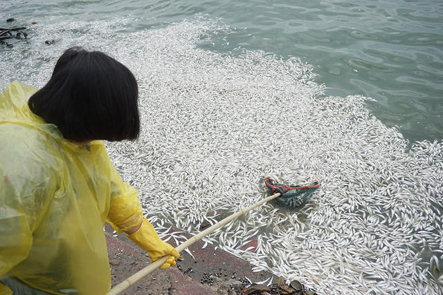 Nhiều công môi trường nhân và tình nguyện viên thay nhau vớt cá để mang đi tiêu huỷ.