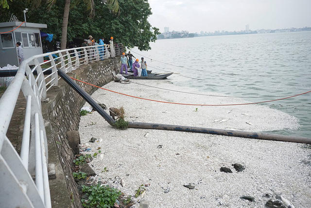  Trong sáng nay (9/7) các công nhân môi trường tiếp tục vớt cá. Được biết hiện tượng cá chết xuất hiện từ ngày hôm qua. 