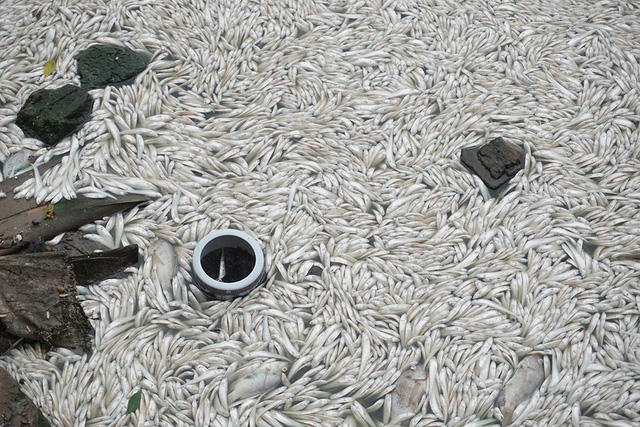 Hãi hùng cảnh cá chết trắng góc Hồ Tây