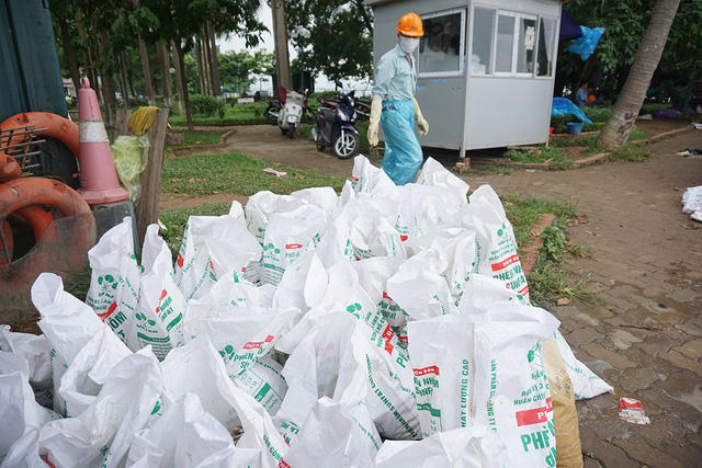 Tập hợp cá chết lại trên bờ rồi di chuyển đi tiêu huỷ.
