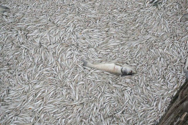  Cá chết chủ yếu là cá bé, lác đác có cả cá to. 