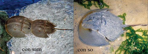 Cách nhận biết để không chết người do ăn nhầm hải sản