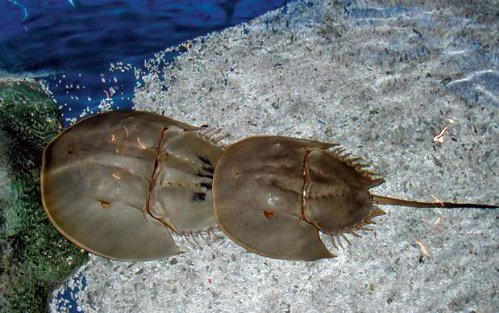 Cách nhận biết để không chết người do ăn nhầm hải sản