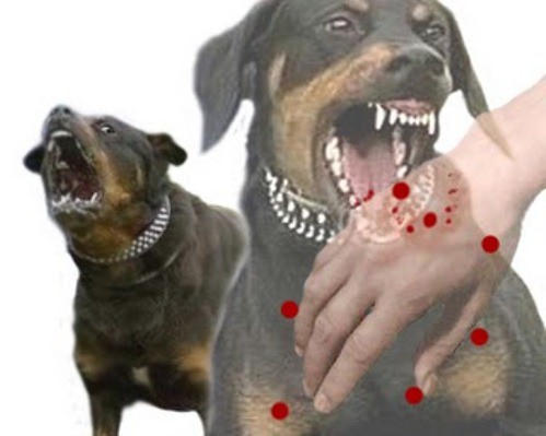 Nam thanh niên chết tức tưởi vì đánh chó sau khi bị cắn