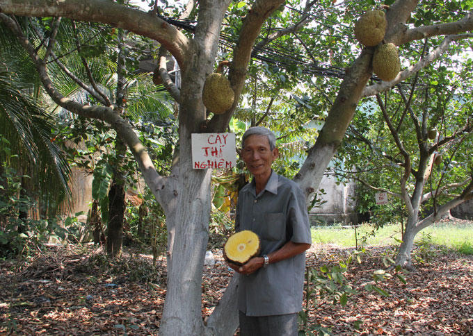 Loại quả 'cứu tinh' tương lai thế giới, thứ tầm thường lăn lóc ở Việt Nam Loại quả 'cứu tinh' tương lai thế giới, thứ tầm thường lăn lóc ở Việt Nam