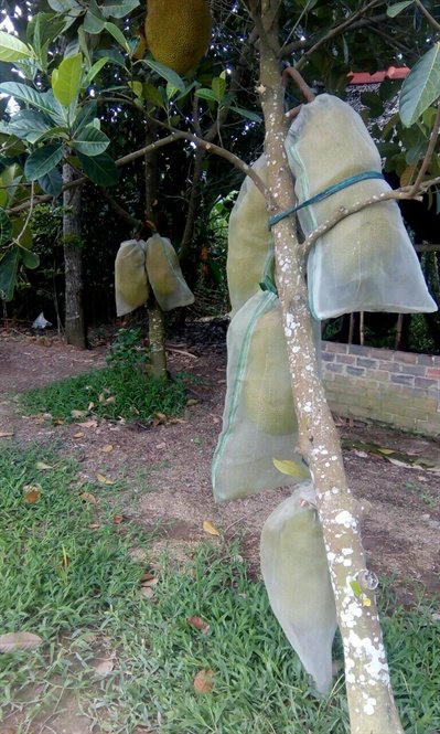 Loại quả 'cứu tinh' tương lai thế giới, thứ tầm thường lăn lóc ở Việt Nam Loại quả 'cứu tinh' tương lai thế giới, thứ tầm thường lăn lóc ở Việt Nam