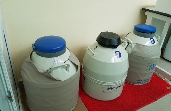 Trào lưu mới, quý cô độc thân gửi trứng để dành Trào lưu mới, quý cô độc thân gửi trứng để dành