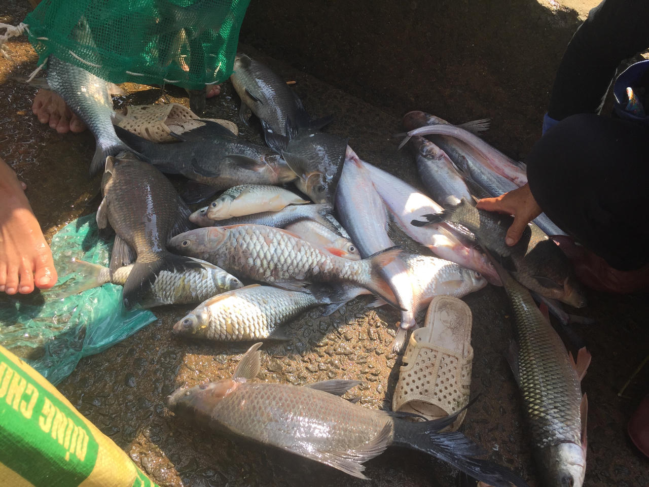 Thủy điện Trị An ngưng xả lũ, người dân hào hứng bắt cá 'khủng'