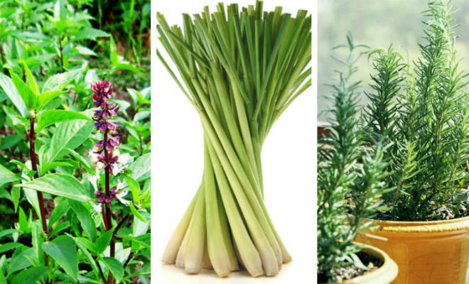 Các loại cây xua đuổi muỗi hiệu quả.