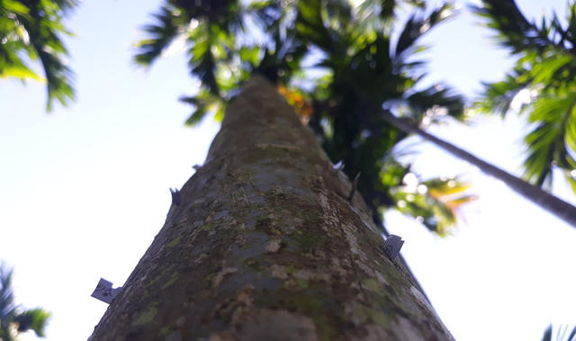 Không chỉ đe dọa suông, một số chủ vườn đã bẻ nhỏ lưỡi dao lam rồi gắn chi chít vào thân cau. Ông Đinh Văn Tía (huyện Sơn Tây, tỉnh Quảng Ngãi), cho biết, khi giá cau tăng cao thì nạn trộm cau sẽ tái diễn. Các đối tượng trộm cau hoạt động vào ban đêm gây thiệt hại cho chủ vườn. Vì vậy, một số chủ vườn đã gắn lưỡi lam vào thân cau để ngăn chặn nạn hái cau trộm.