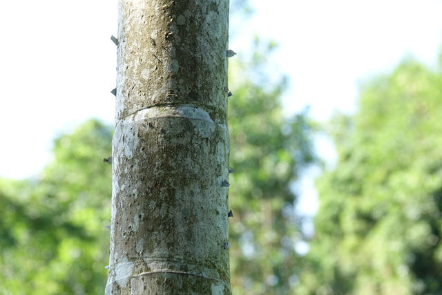  Những năm trước các đối tượng trộm cau bị lưỡi lam gây thương tích nên bị phát hiện đưa về xã điều trị sau đó kiểm điểm trước dân. Đối với người trồng cau thì chúng tôi đã vận động không gắn lưỡi lam vào thân cau vì có thể gây nguy hiểm cho người khác. Nhờ đó từ đầu năm đến nay chưa phát hiện trường hợp nào bị thương tích do trộm cau. Đối với những thân cau có gắn lưỡi lam có thể là do chủ vườn muốn bảo vệ những buồng cau đẹp để làm giống, ông Đinh Văn Nguyên - PCT UBND xã Sơn Liên cho biết. 