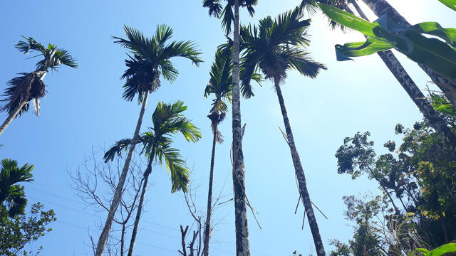 Ngoài việc gắn dao lam, người dân còn cột chông hoặc làm lán trại để canh giữ vườn cau.