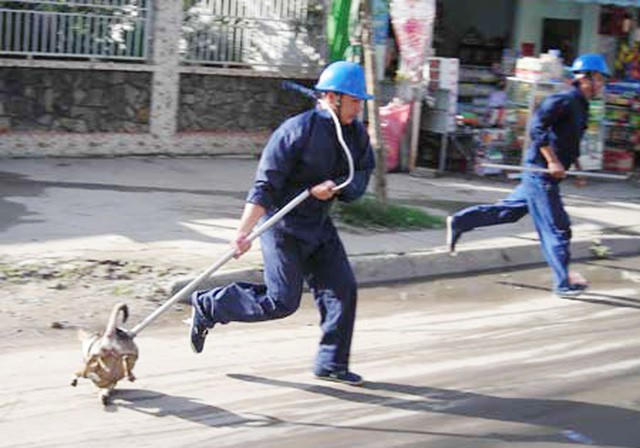 Đội bắt chó thả rông ở TP HCM