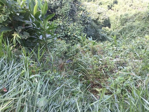 Cuồng ghen, cho 'đàn em' tra tấn người biếu 'thuốc bổ đàn ông' đến chết