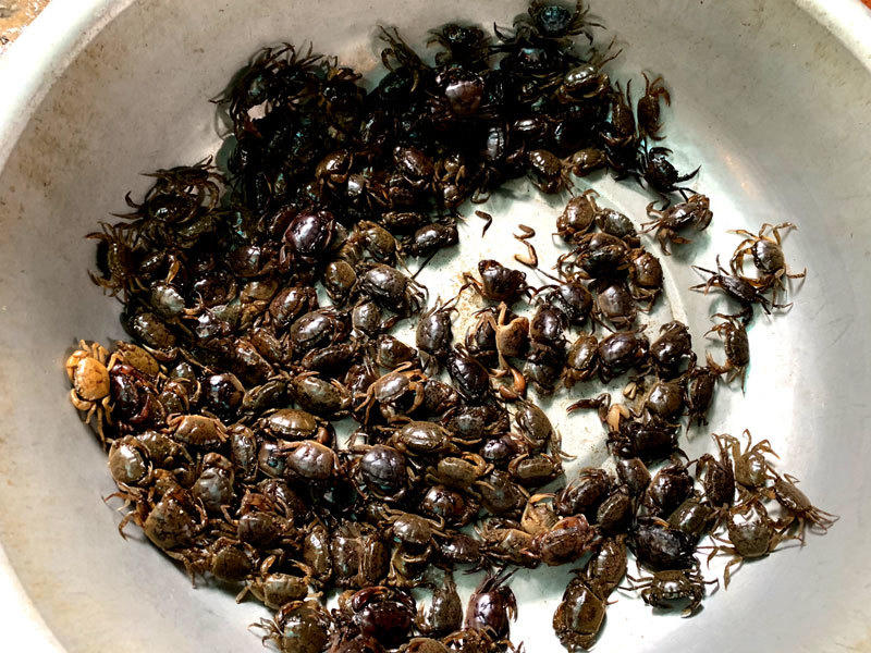 Bất ngờ cơn sốt cua đồng sát Tết:Chị em Hà Thành lùng mua khắp chợ