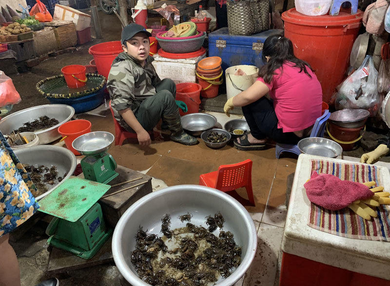 Bất ngờ cơn sốt cua đồng sát Tết:Chị em Hà Thành lùng mua khắp chợ