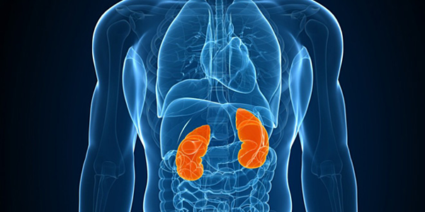 Nếu thiếu một, thậm chí hai quả thận, con người vẫn có cơ hội sống. Ảnh: Health