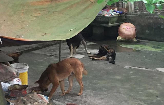 Công an bắt đàn chó cắn tử vong bé trai 7 tuổi - 1