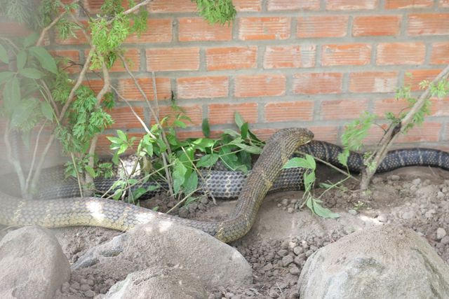 Bắt được cặp rắn hổ mây khủng nặng 60kg, dài 7m trên núi Cấm - 1