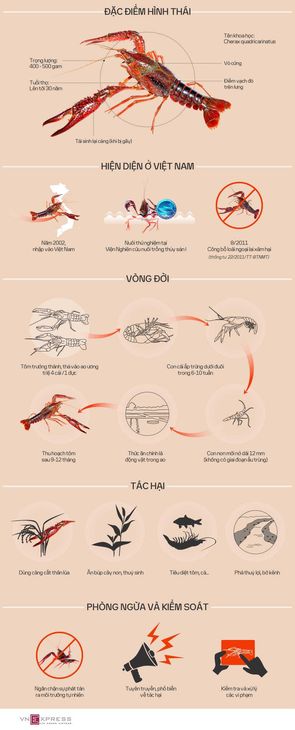Vì sao tôm hùm đất bị cấm nuôi ở Việt Nam?
