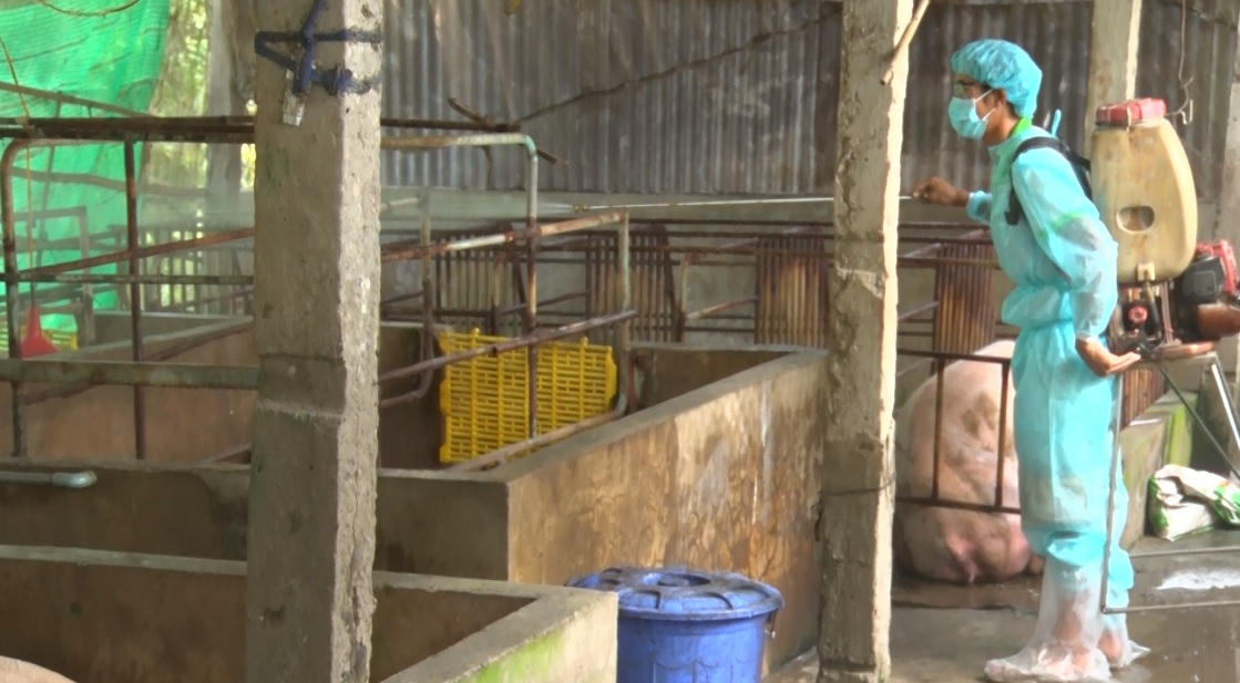 Dịch tả heo châu Phi: 'Triệt nọc' ổ đầu tiên tại Kiên Giang