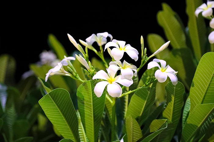 Trường Sa bình yên, đẹp nao lòng trong nắng hè 2019