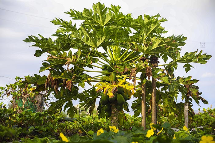 Trường Sa bình yên, đẹp nao lòng trong nắng hè 2019