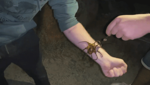 Thiếu hiểu biết du khách chơi đùa cùng sinh vật chứa nọc độc chết người - 2